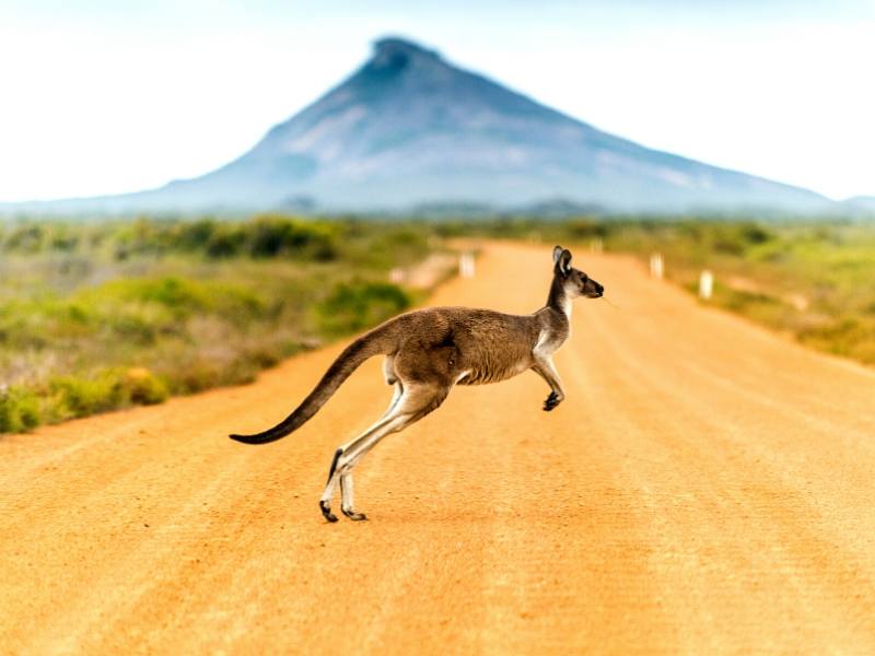 Kangaroo hopping across a road