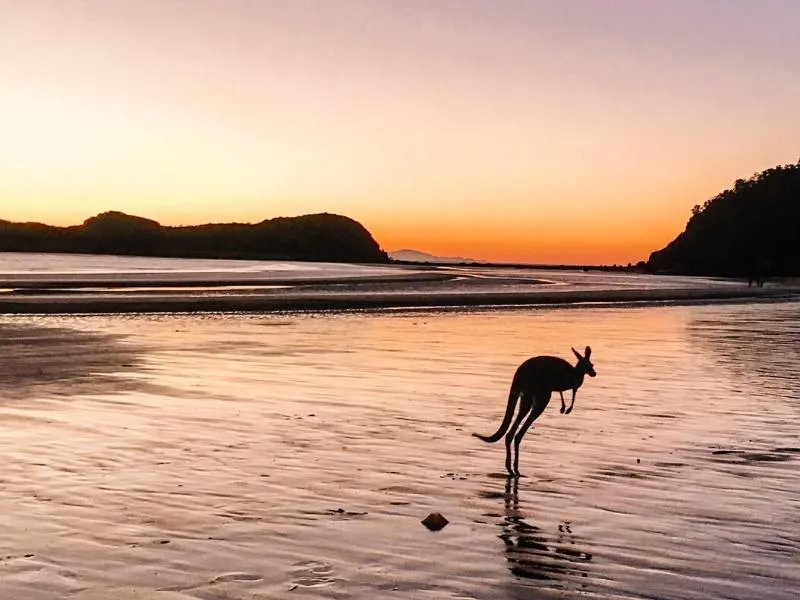 Cape Hillsborough kangaroo silhouetted against the beach at sunrise.