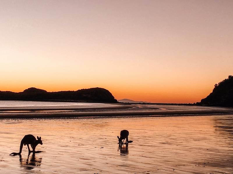 Kangaroos on a beach at sunrise in Australia a sustainable travel destination