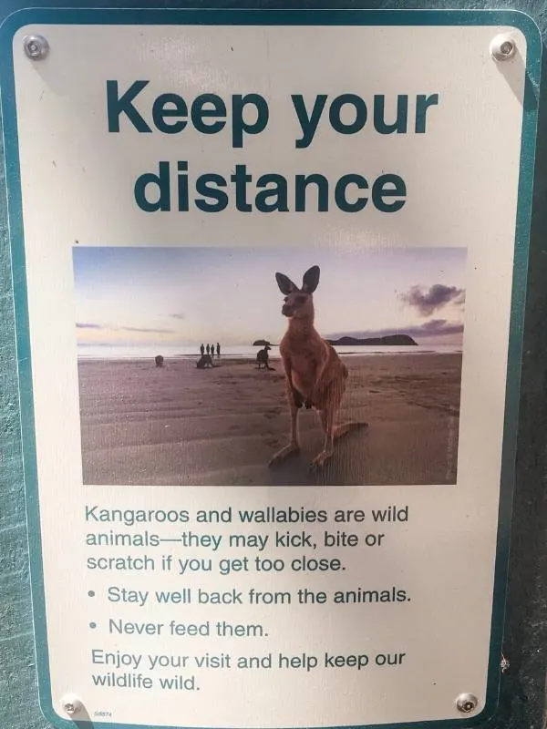 Sign about keeping away from Cape Hillsborough kangaroos and wallabies as they can kick.