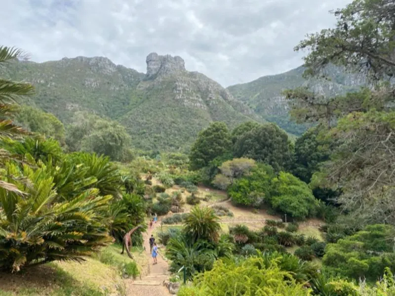 A view of Kirstenbosch Botanical Gardens in South Africa.