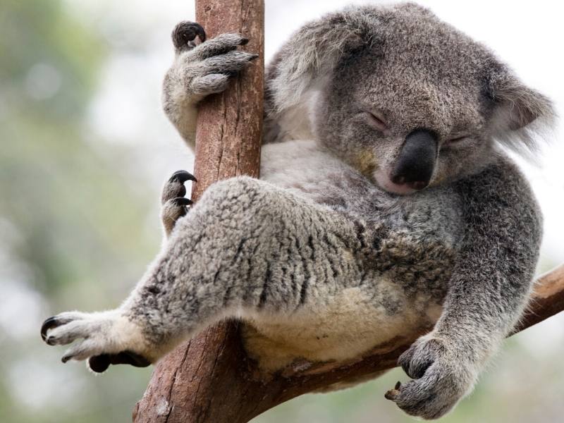 Koala in a tree