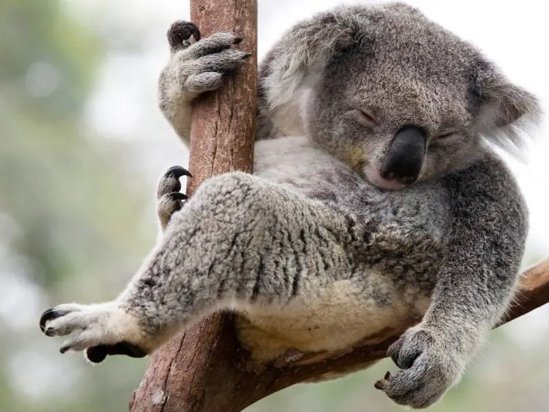 Koala asleep in a tree in Australia