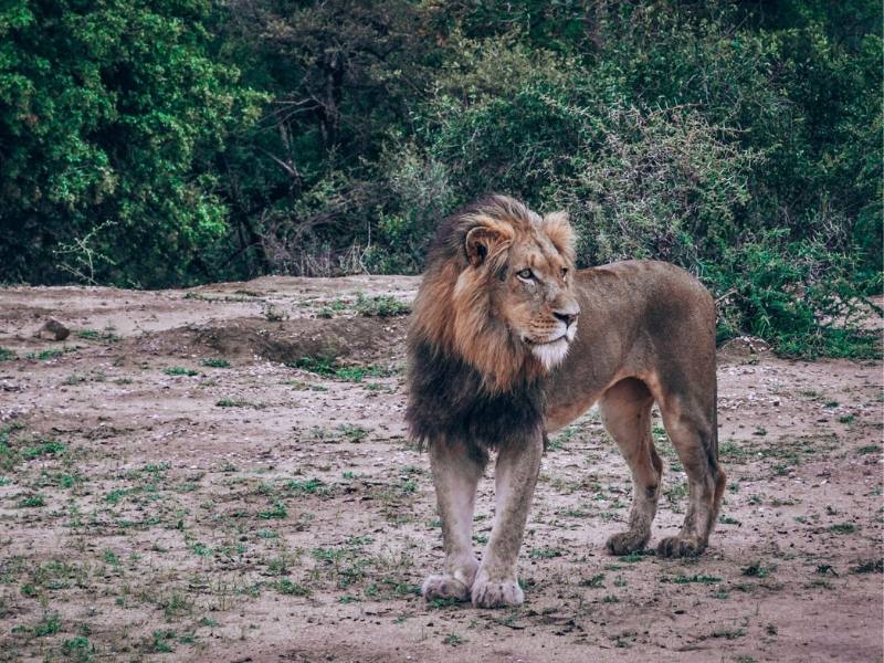 Kruger National Park A male lion