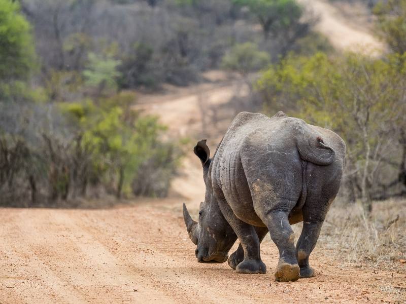 Kruger National Park Rhino