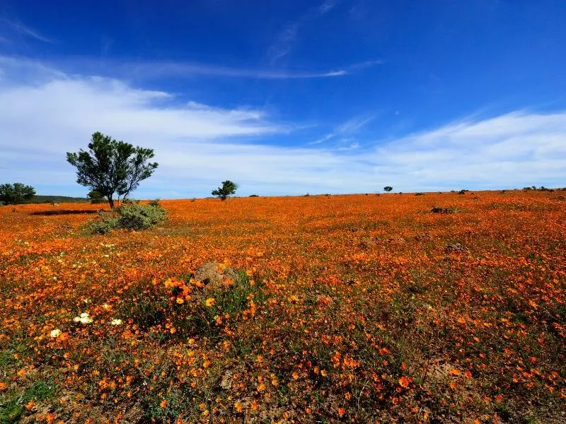 Field of daisies in South Africa.