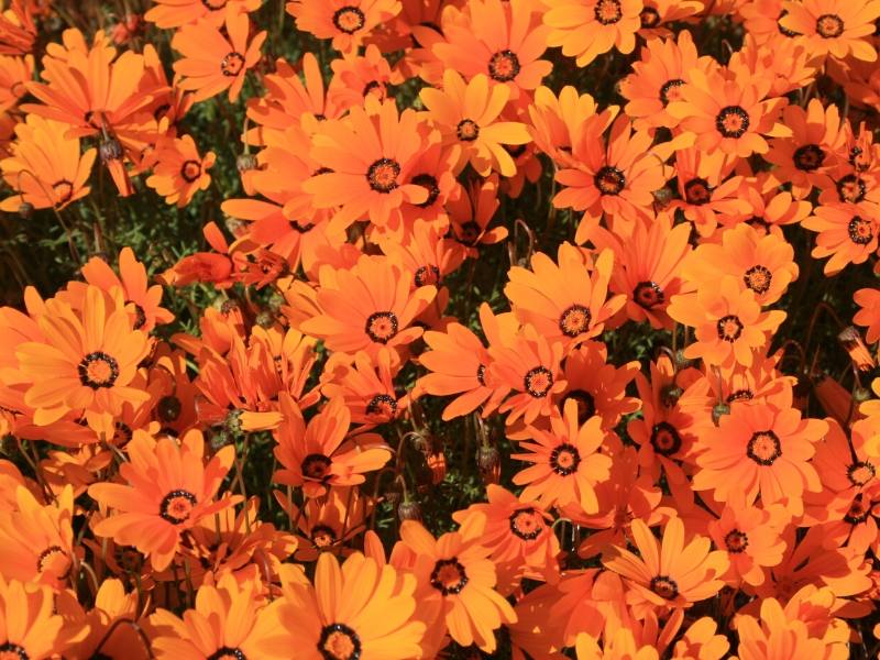 Namaqualand orange flowers in South Africa