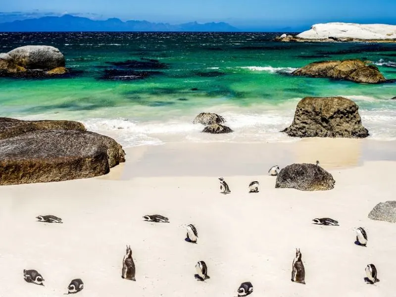 Penguins on Boulders Beach in South Africa.