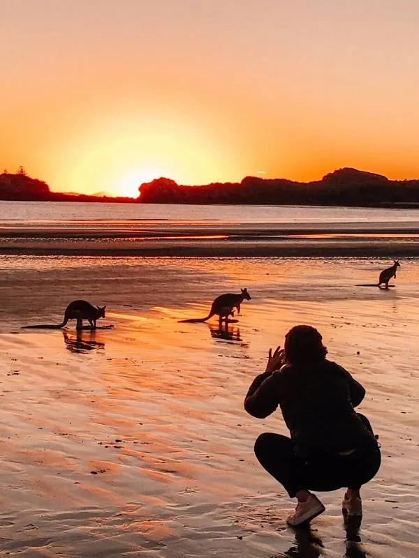 Cape Hillsborough kangaroos on the beach at sunrise.