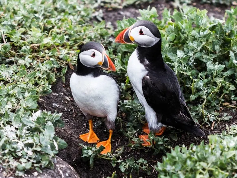 Puffins on the Farne Islands