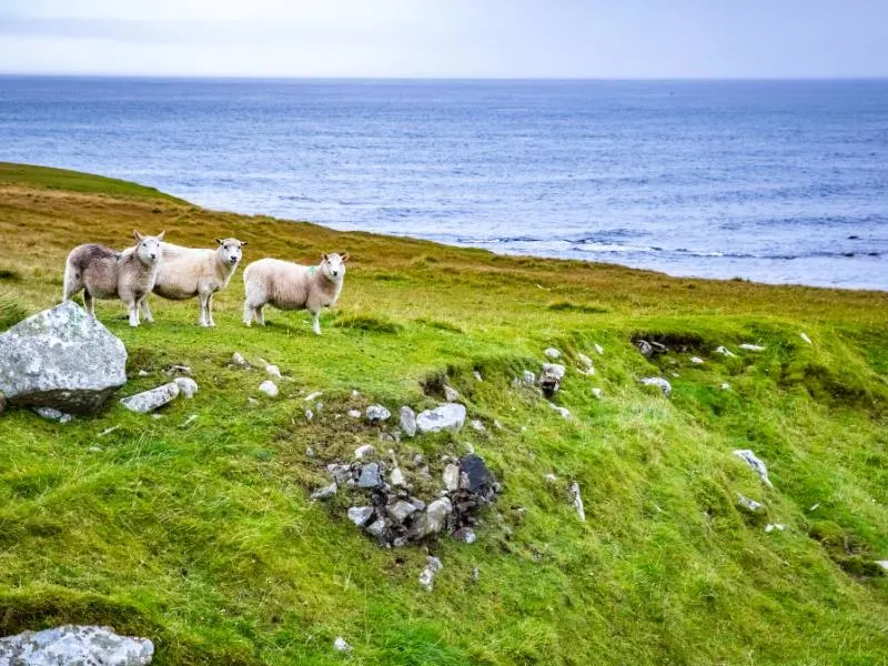 Shetland Islands with some sheep