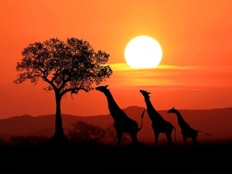 Giraffes against a sunset sky in South Africa.