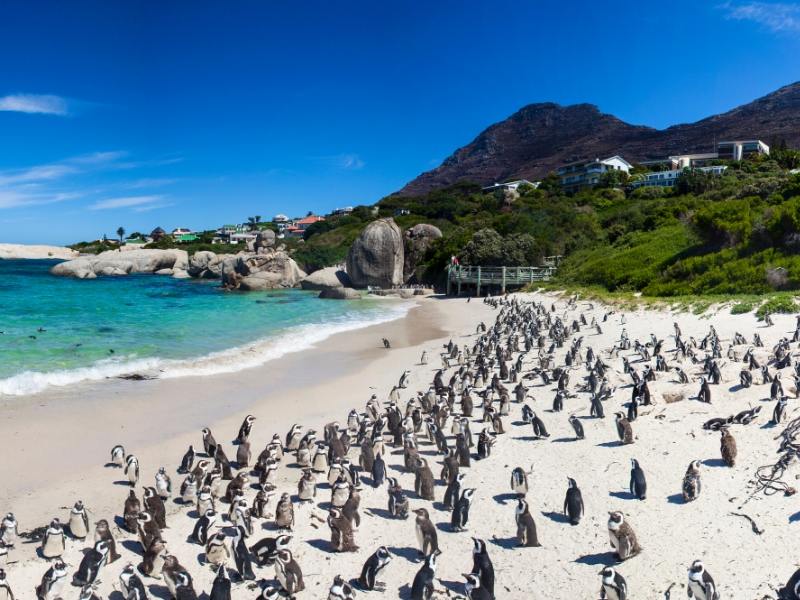 Boulders Beach full of penguins in South Africa.