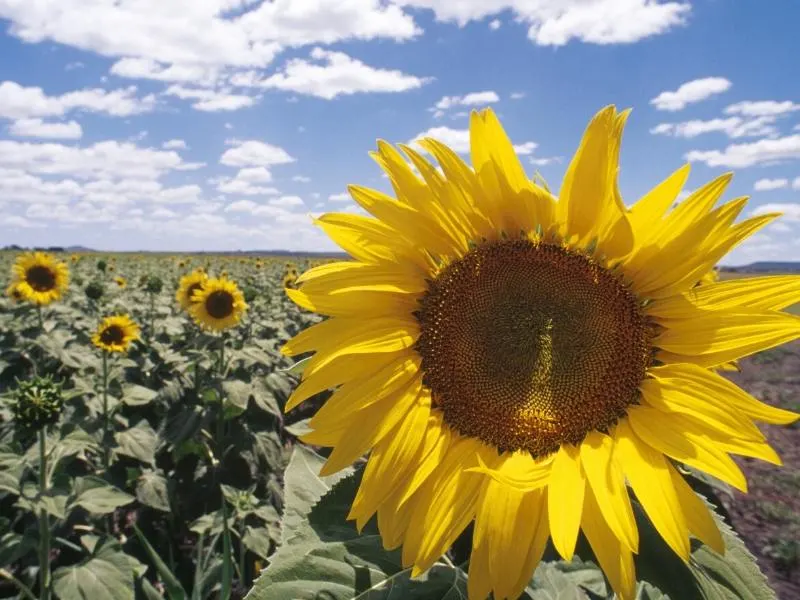 Sunflowers in a field in Australia