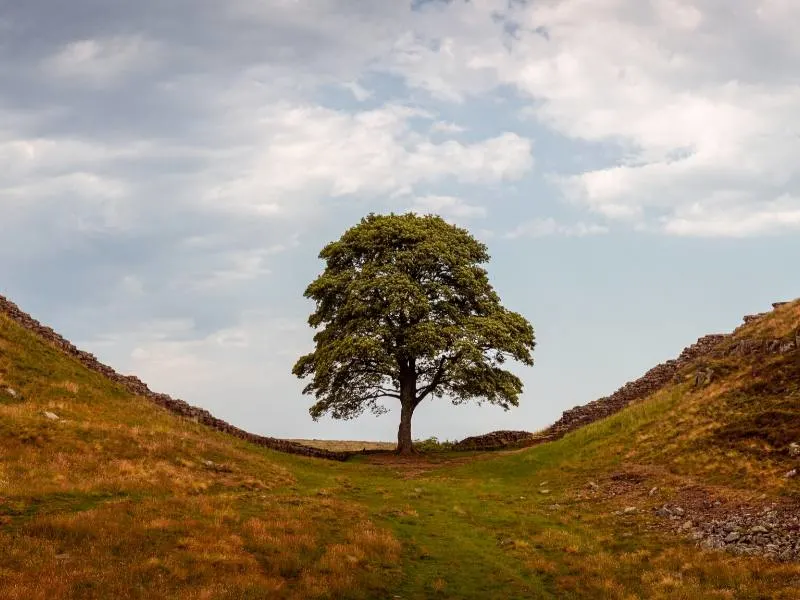 Sycamore Gap - a lone tree stands in a gap between two hills in Northumberland 