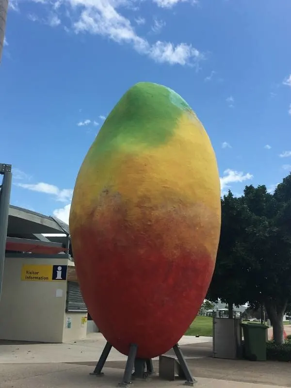 The mini mango in Bowen