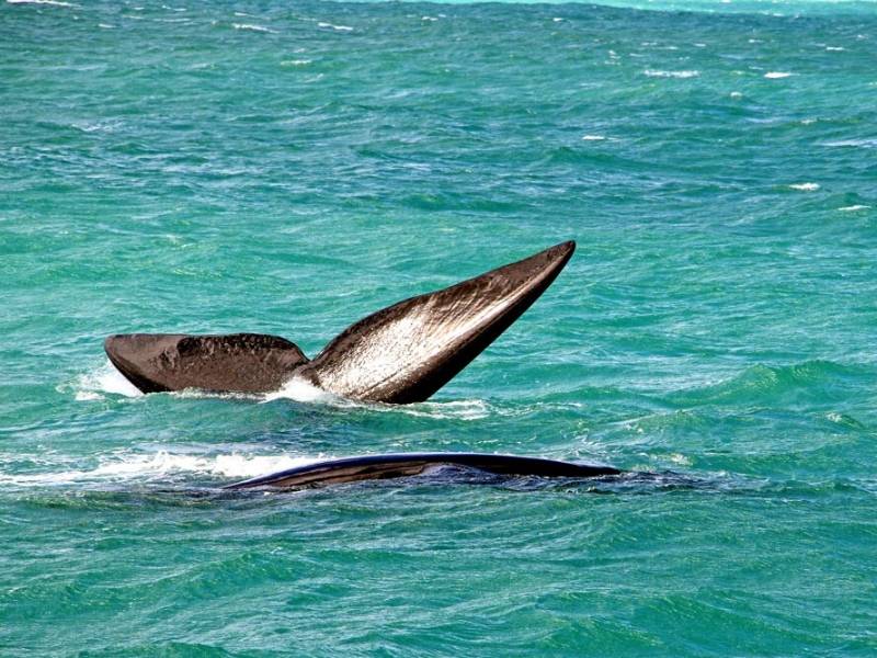 A whale fins show about the surface of the ocean.