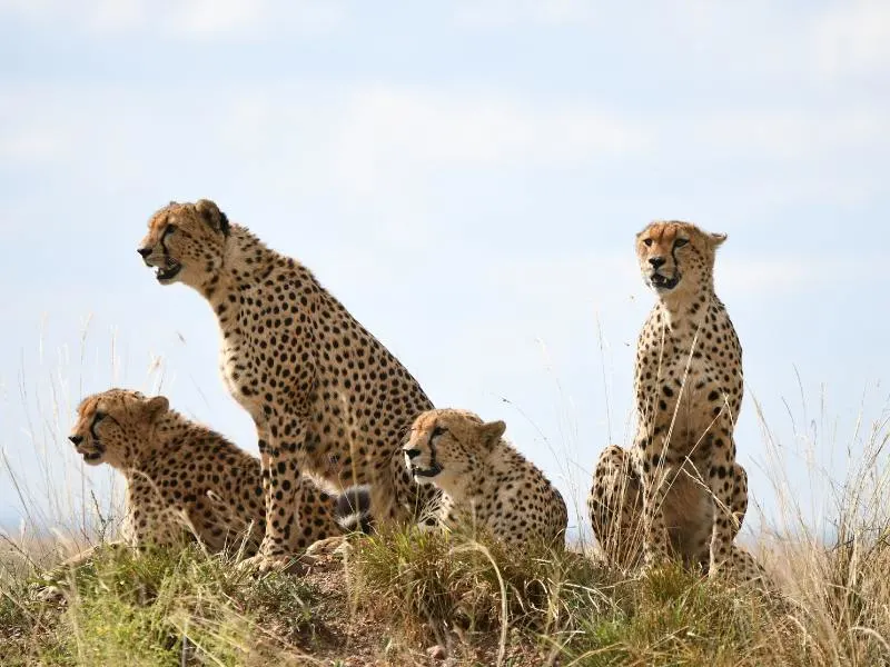 A family of cheetah.