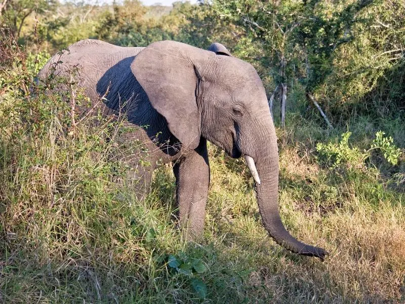 An African elephant