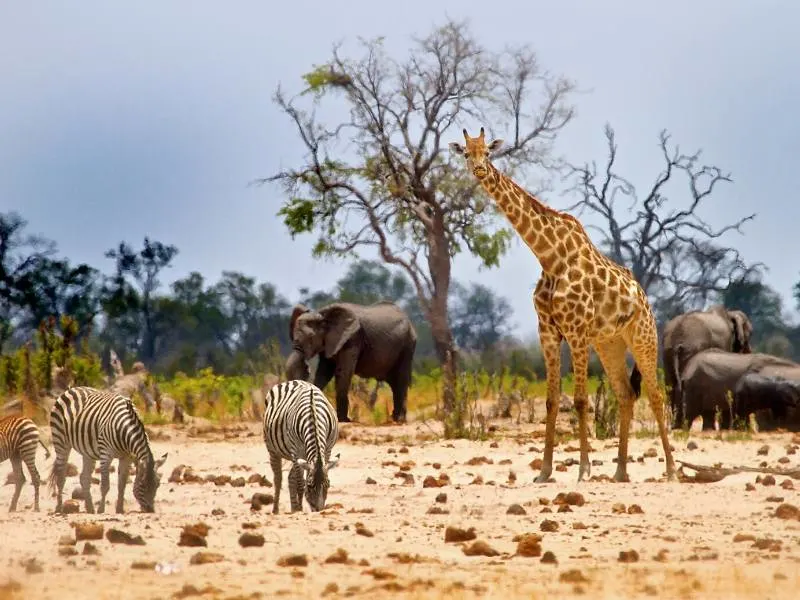 Giraffe, elephants and zebras