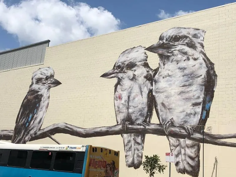 Kookaburras in Toowomba