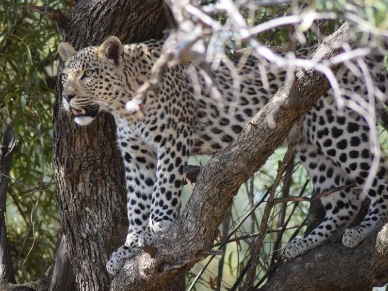 Leopard in a tree in South Africa