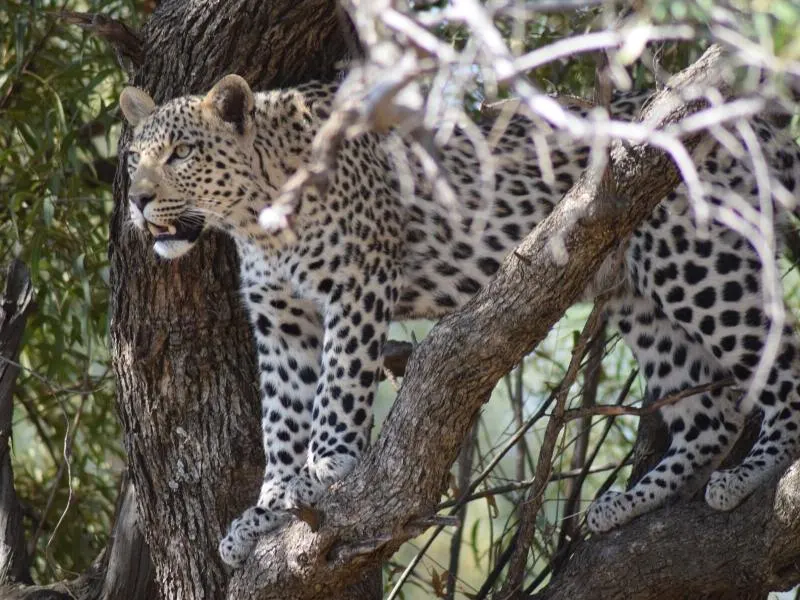 A leopard in a tree