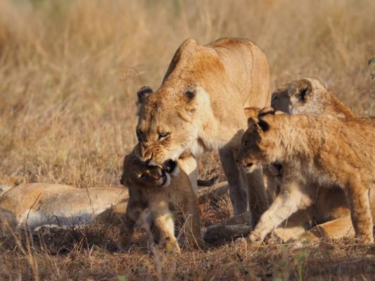 Top safari tips - everything you need to know for your African safari