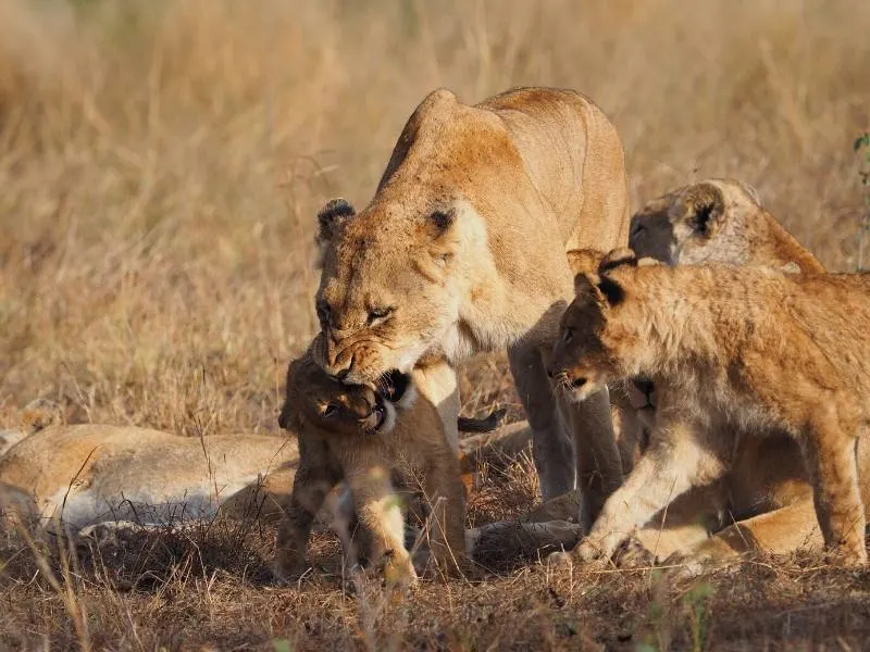 Lions at a kill.