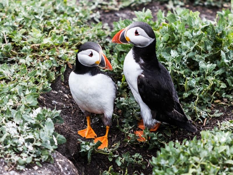 Puffins on the Farne Islands