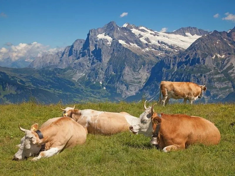 Swiss cows with snow capped mountains behind