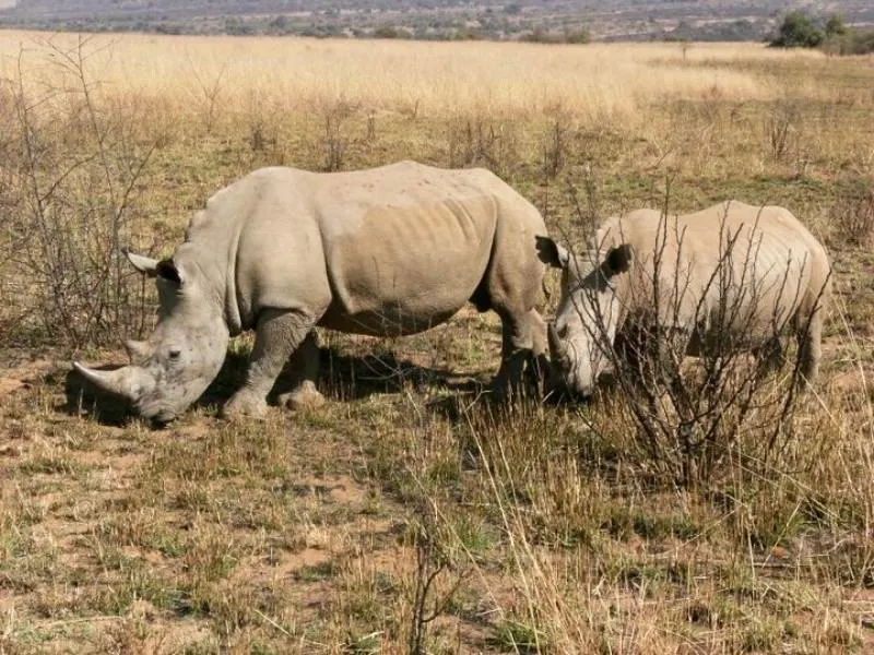Two rhino 