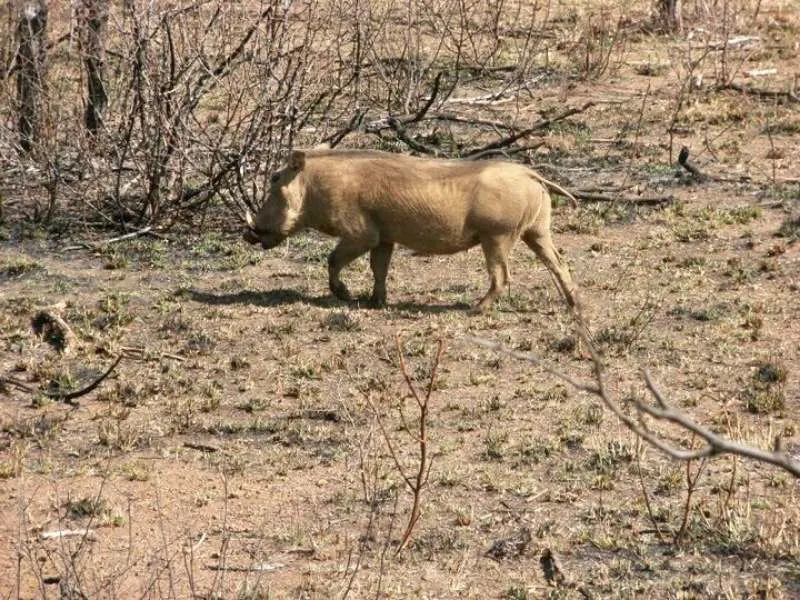 A warthog.