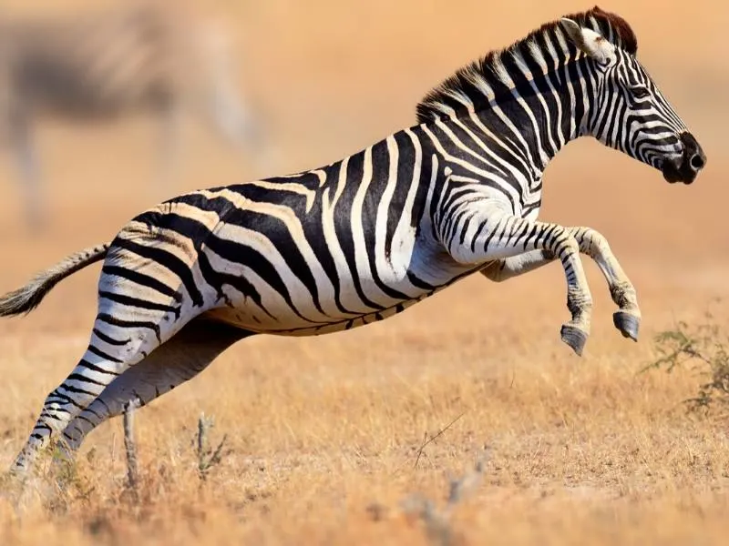 Zebra leaping in the air.