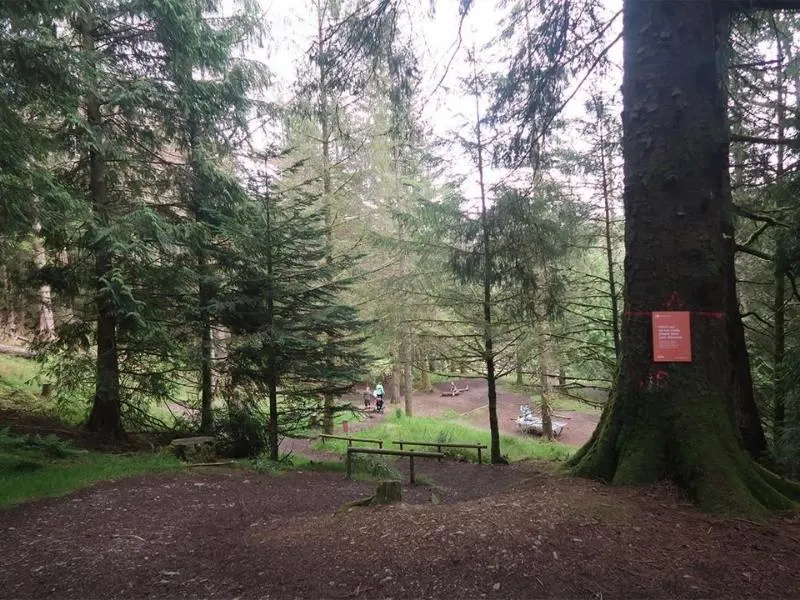 Forest near Keswick in the Lake District.