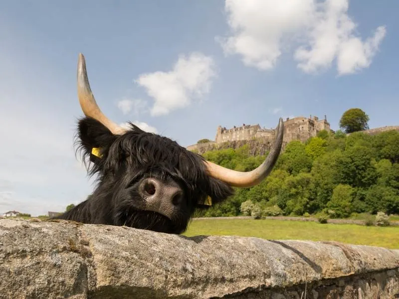 A Scottish Highland cow peering over a stone wall with Stirling Castle in the background