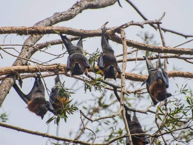 Flying foxes are one of the most unpopular Australian animals in Queensland