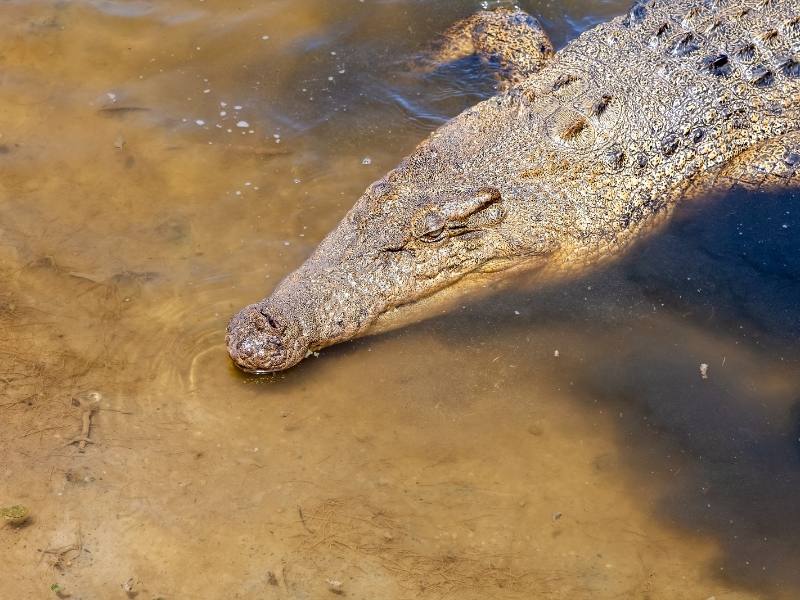 A crocodile is one of the most dangerous Australian animals in Queensland