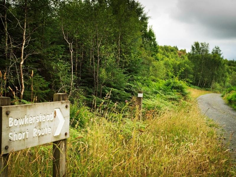 Grizedale Forest in the Lake District