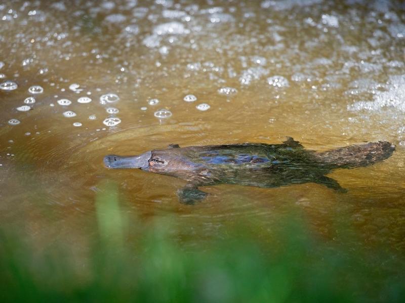Platypus in a river.