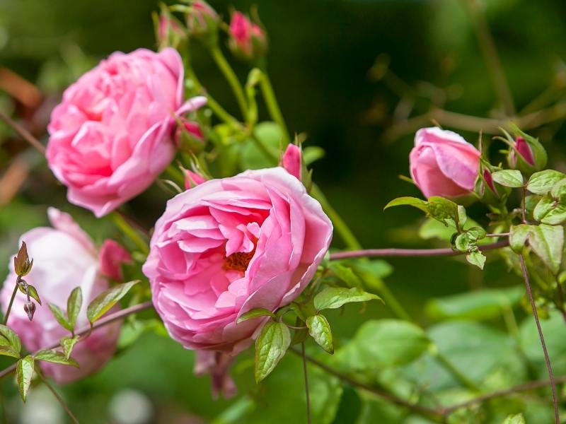 Beautiful roses found at Holehird Gardens one of the most beautiful things to do in Lake Windermere