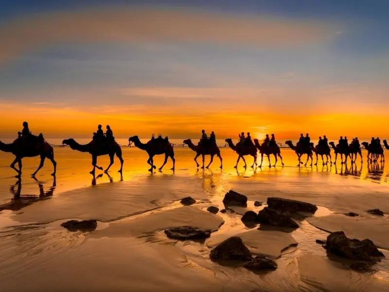 Cable Beach with camels walking along it at sunset.