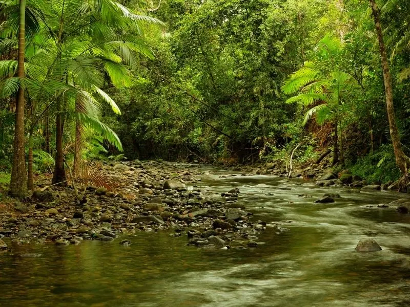 Daintree Rainforest is one of the most famous Australian landmarks.