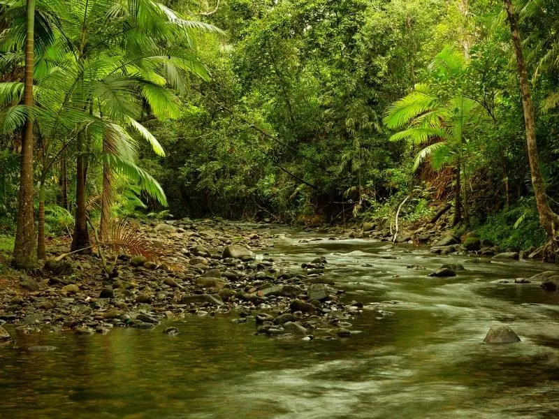 The Daintree