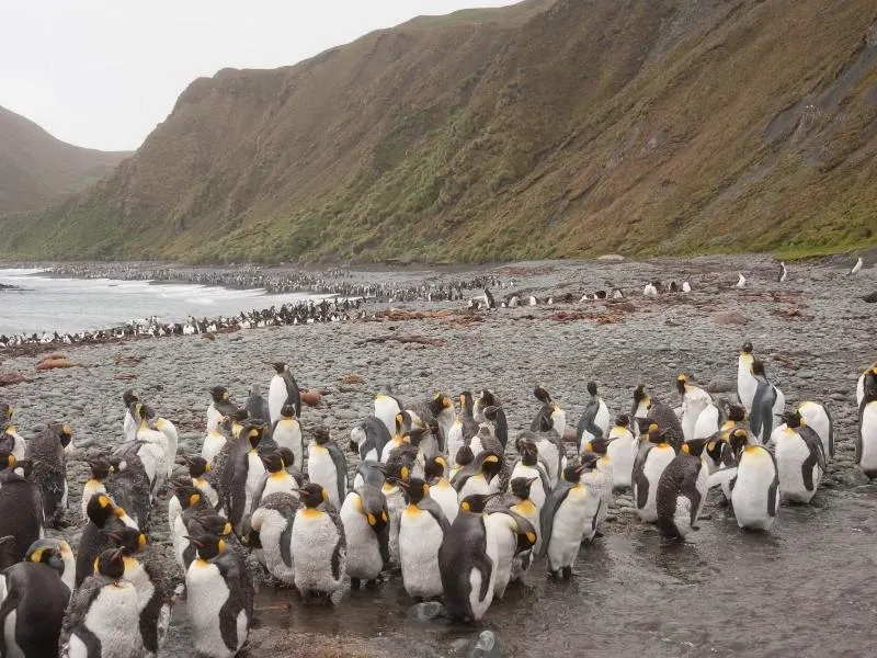 Macquarie Island penguins