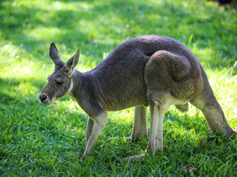 Kangaroo