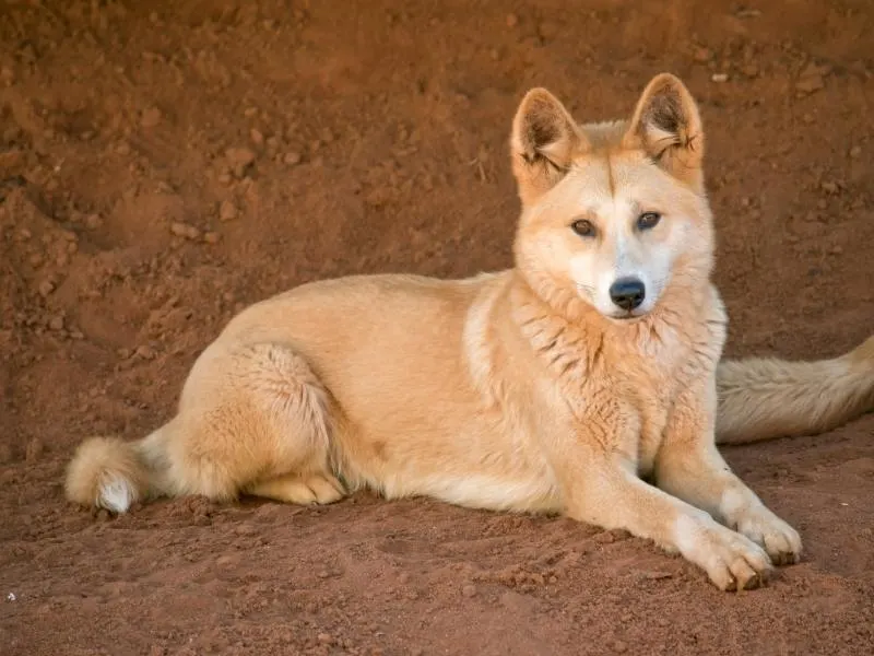 Dingo.