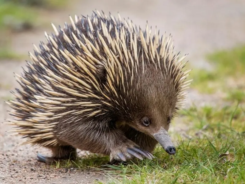 An echidna.