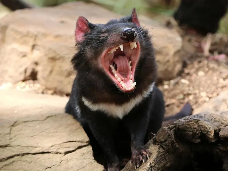 Tasmanian Devil.