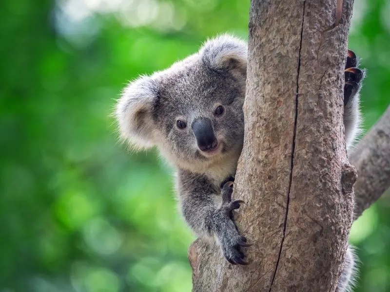A Koala in a tree many Australian animals such as the koala appear in Australian shows on Netflix.